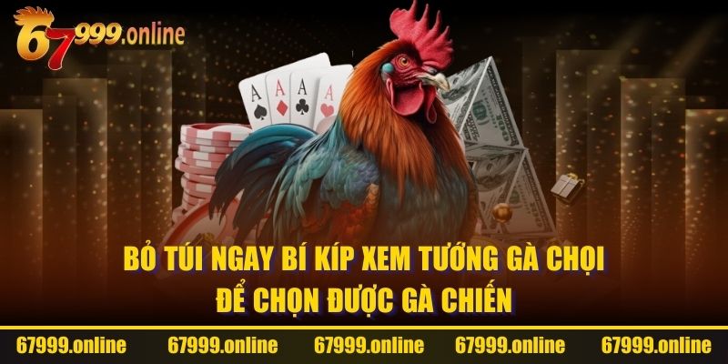 xem tướng gà chọi